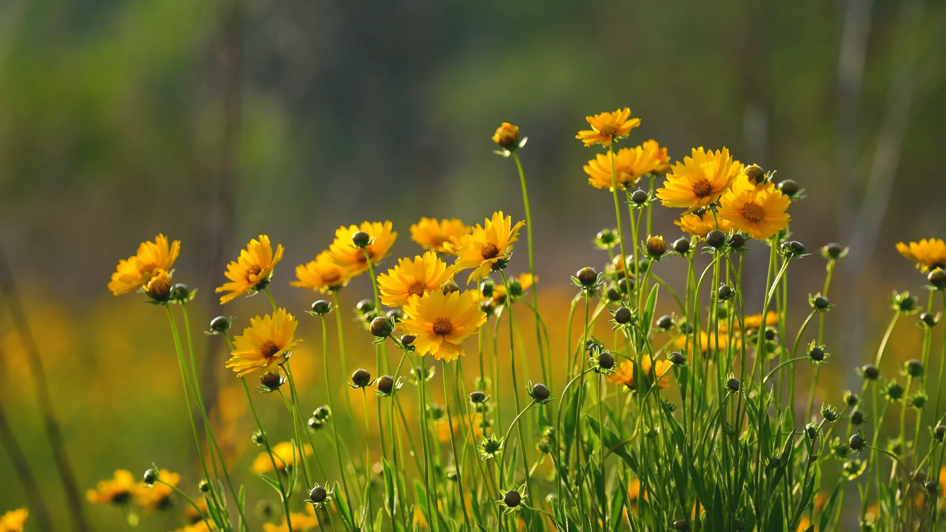 Yellow flowers swaying gently in the breeze